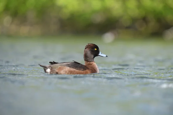 Tufted rață, Aythya fuligula — Fotografie, imagine de stoc