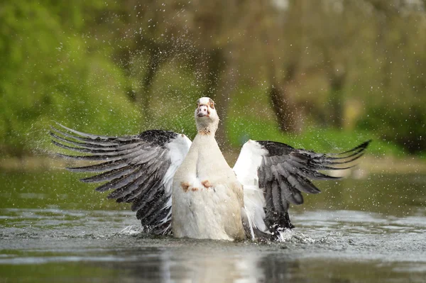 Egyptian Goose in the flight — Stock Photo, Image