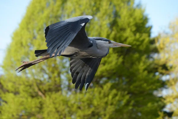 Grey Heron in the flight — Stock Photo, Image