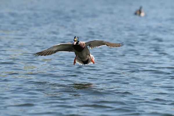 Pato-real, anas platyrhynchos — Fotografia de Stock