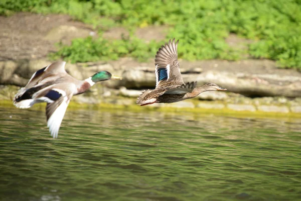 Pato-real, anas platyrhynchos — Fotografia de Stock