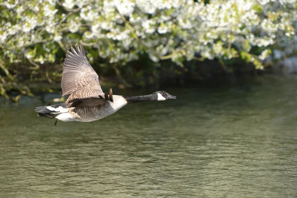 Canada Goose in the flight — Stock Photo, Image