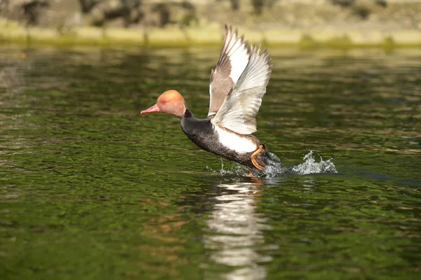 Kırmızı ibikli Pochard, Netta rufina — Stok fotoğraf