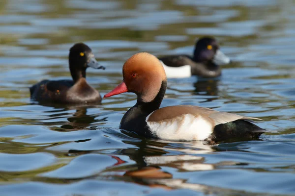 Pochard à aigrettes, Netta rufina — Photo