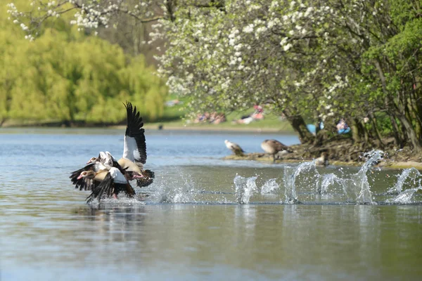 Egyptian Goose, Alopochen aegyptiaca — Stock Photo, Image