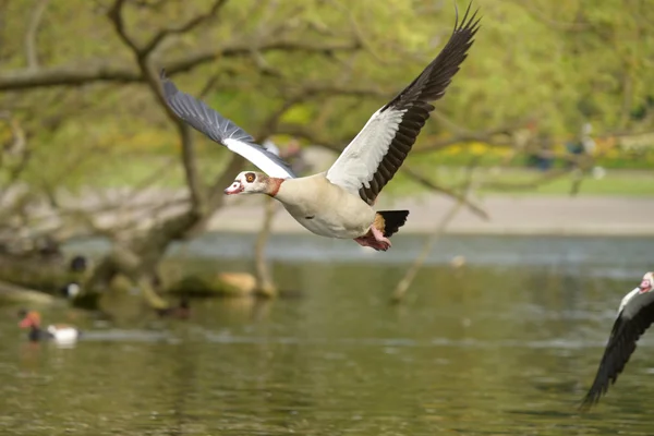 Egyptian Goose, Alopochen aegyptiaca — Stock Photo, Image