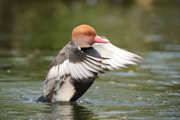 红冠Pochard, Netta rufina — 图库照片