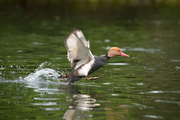 红冠Pochard, Netta rufina — 图库照片