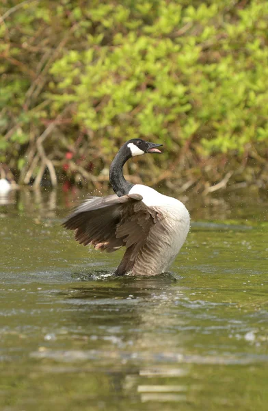 Kanadagans, Branta canadensis — Stockfoto