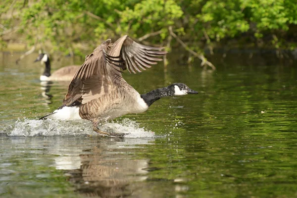 Kanada kazı, Branta kanadensis — Stok fotoğraf