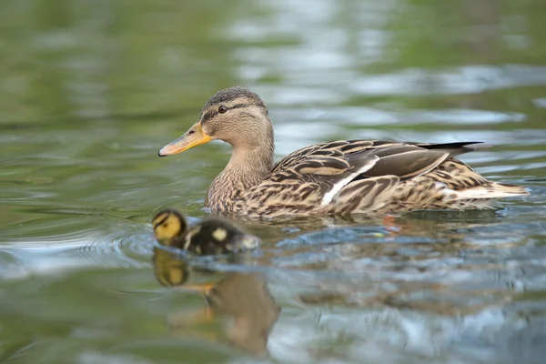 Ánade azulón, anas platyrhynchos — Foto de Stock