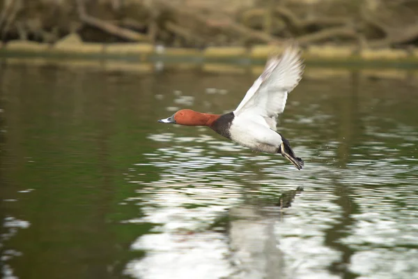 Comum Pochard, Pochard, Aythya ferina — Fotografia de Stock