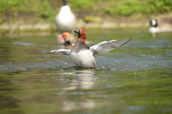 Common Pochard, Pochard, Aythya ferina — Stock Photo, Image