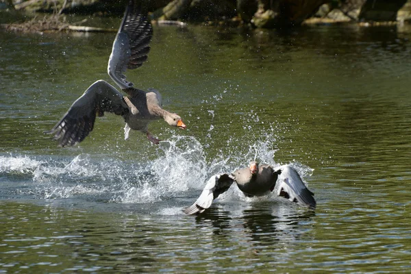 Graugans, Anser anser — Stockfoto