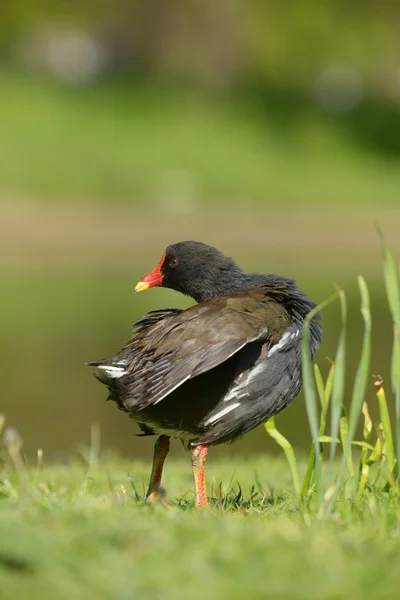 Moorhuhn, Gallinula chloropus — Stockfoto