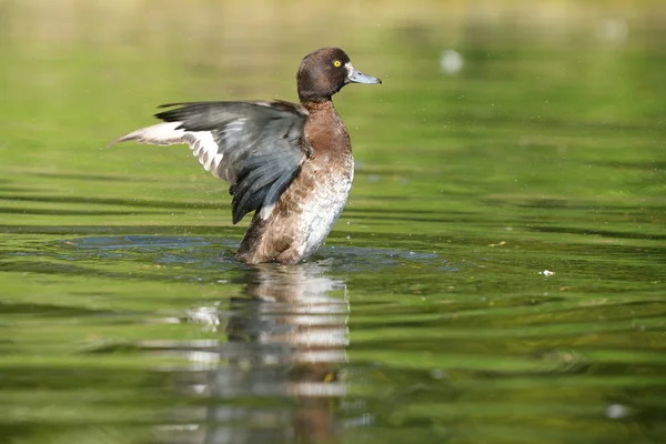 Büschelente, Aythya fuligula — Stockfoto