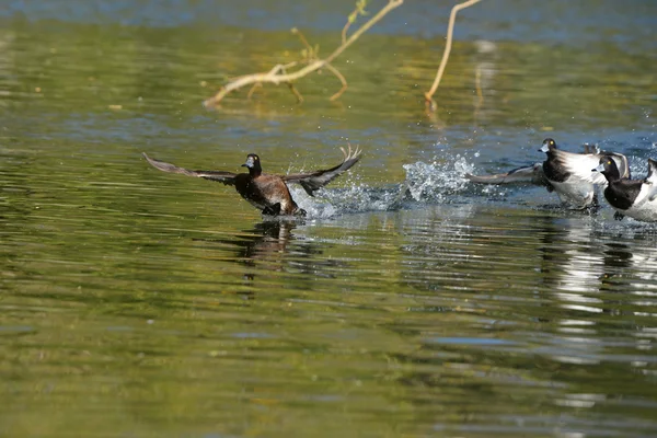 Büschelente, Aythya fuligula — Stockfoto