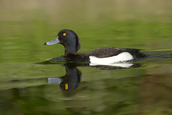 Tufted Duck, Aythya fuligula — Stock Photo, Image