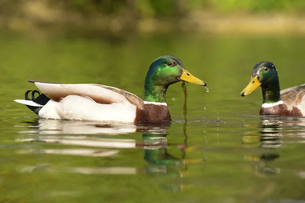 マガモ、anas platyrhynchos — ストック写真