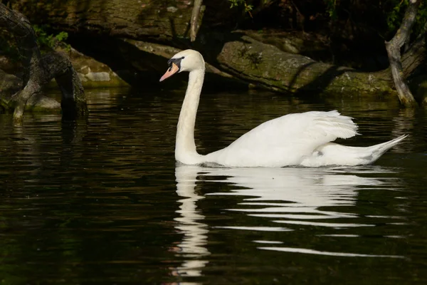 Mute Swan, Cygnus olor — Stock Photo, Image