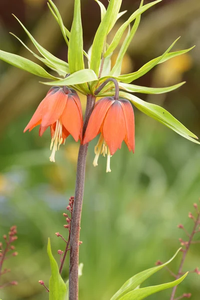 Crown Imperials, Kaiser's Crown, Fritillaria imperialis — Stock Photo, Image