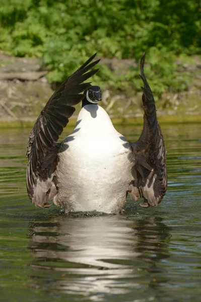 Kanadagans, Branta canadensis — Stockfoto