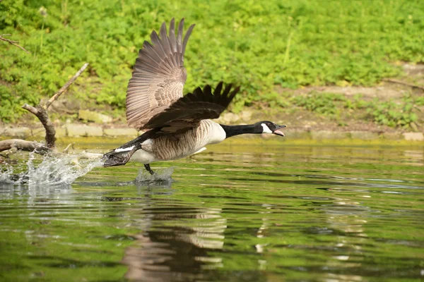 Canadese gans, Branta canadensis — Stockfoto