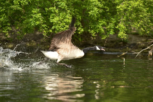 Ganso de Canadá, Branta canadensis — Foto de Stock