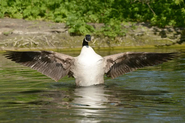 Kanadagans, Branta canadensis — Stockfoto