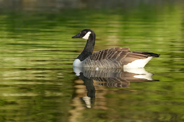 Kanada kazı, Branta kanadensis — Stok fotoğraf