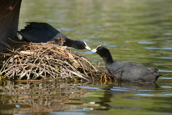 ユーラシアの coot、オオバン、アフリカマイマイ atra — ストック写真