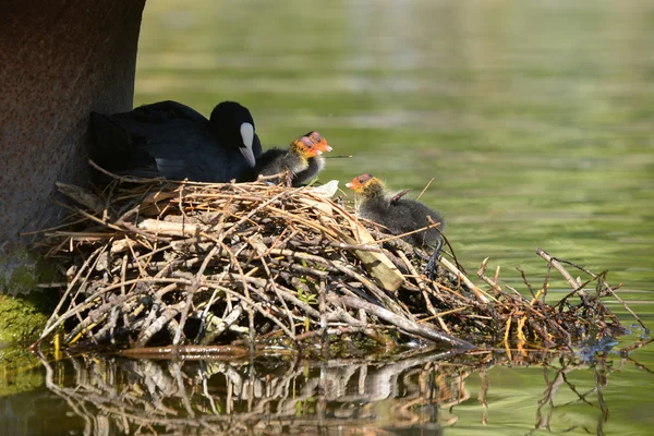 ユーラシアの coot、オオバン、アフリカマイマイ atra — ストック写真