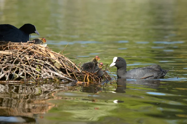 ユーラシアの coot、オオバン、アフリカマイマイ atra — ストック写真