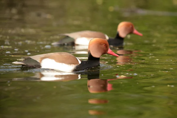 Kırmızı ibikli Pochard, Netta rufina — Stok fotoğraf