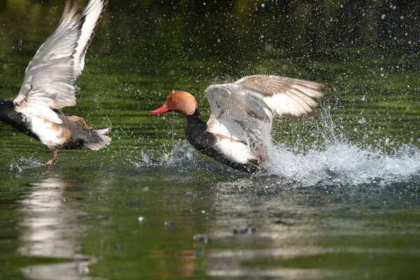 红冠Pochard, Netta rufina — 图库照片