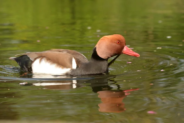 Pochard de crista vermelha, Netta rufina — Fotografia de Stock