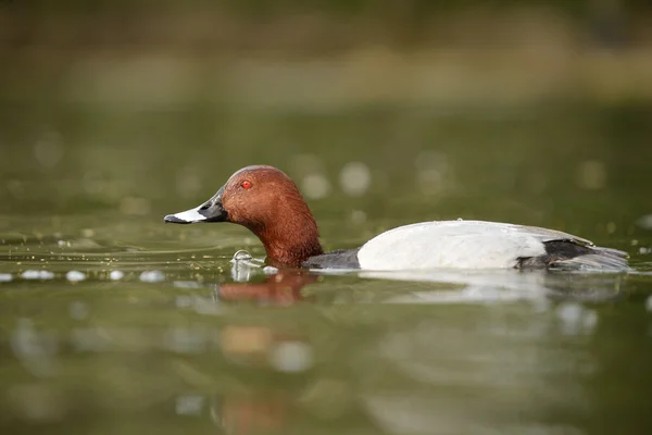 Společné Polák velký, Polák velký, aythya ferina — Stock fotografie