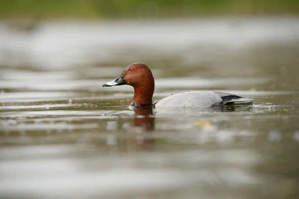 Common Pochard, Pochard, Aythya ferina — Stock Photo, Image