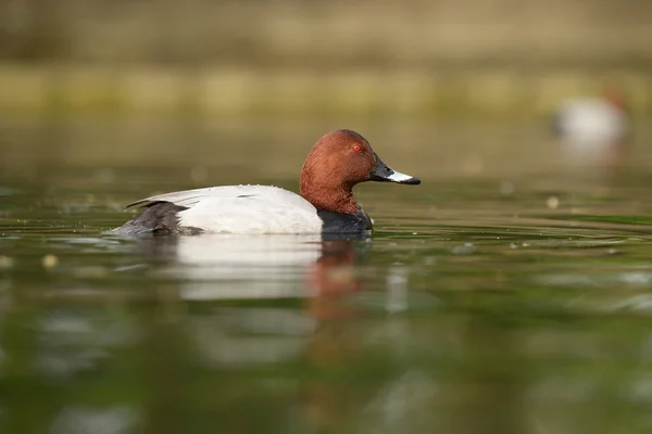 Common Pochard, Pochard, Aythya ferina — Stock Photo, Image