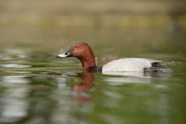 Pochard commun, Pochard, Aythya ferina — Photo