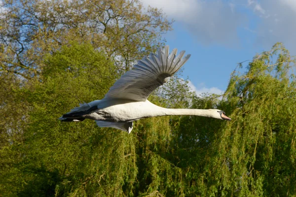 Mute Swan, Cygnus olor — Stock Photo, Image