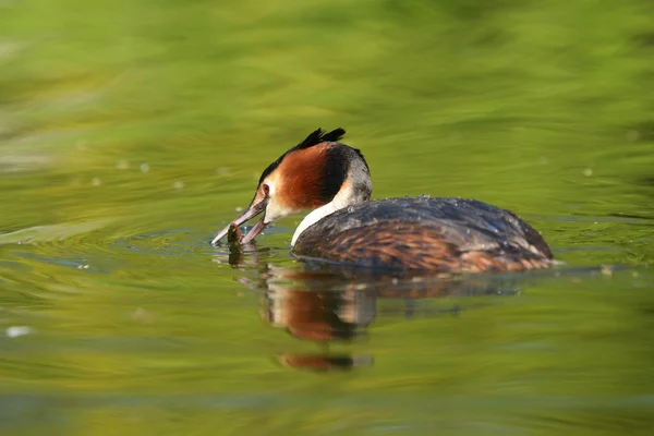 Grebe czubaty, chrupiący podiceps — Zdjęcie stockowe