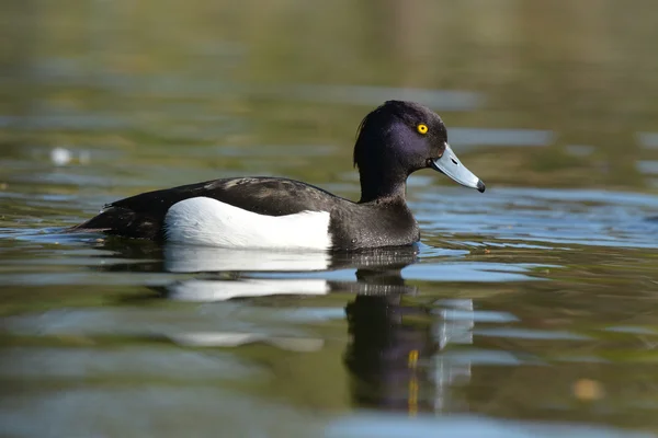 Büschelente, Aythya fuligula — Stockfoto