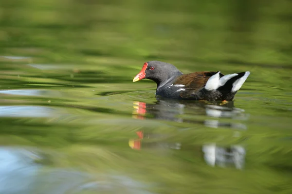 Galinha dágua, gallinula chloropus — Fotografia de Stock