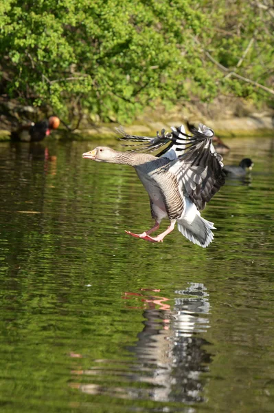 Ganso de Greylag, Anser anser —  Fotos de Stock