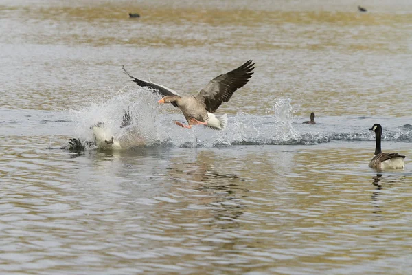 Ganso Greylag, Anser anser — Fotografia de Stock