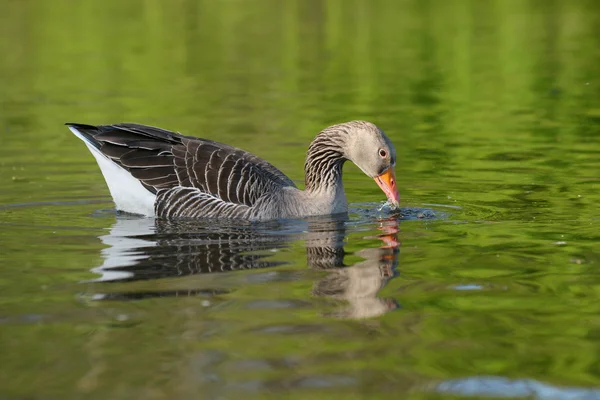 Ganso Greylag, Anser anser — Fotografia de Stock