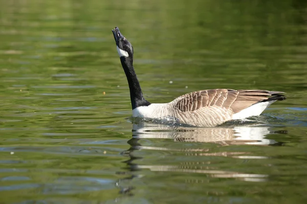 Canadese gans, Branta canadensis — Stockfoto