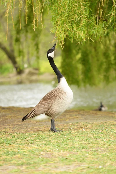 Kanadagans, Branta canadensis — Stockfoto