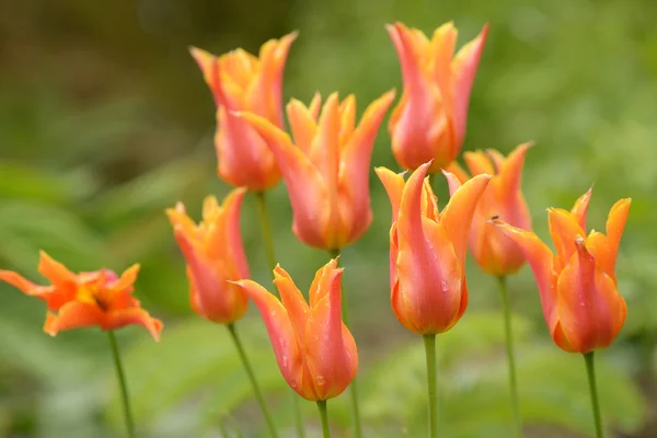 Tulips, Tulip — Stock Photo, Image